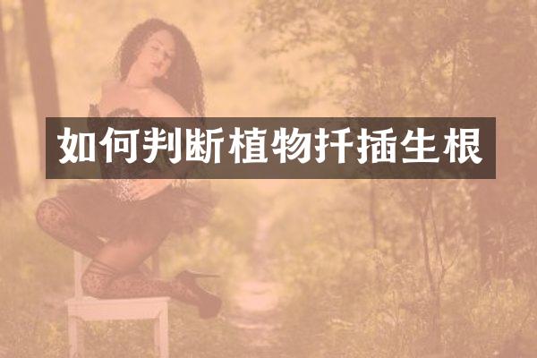 如何判断植物扦插生根