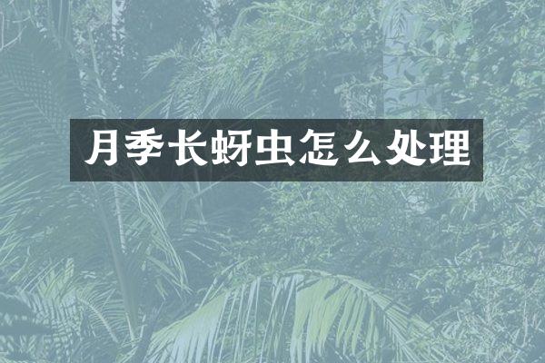 月季长蚜虫怎么处理