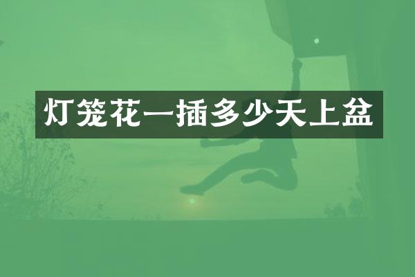 灯笼花一插多少天上盆