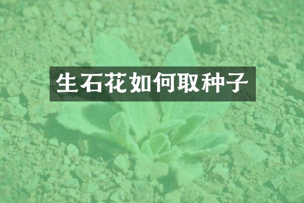 生石花如何取种子