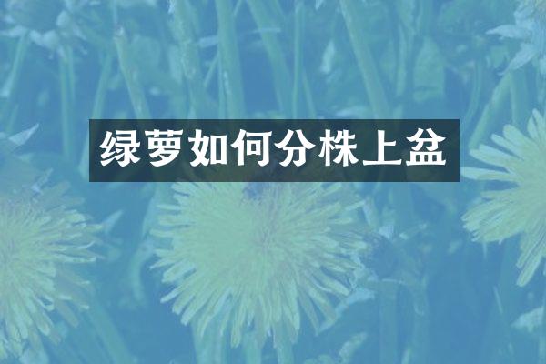 绿萝如何分株上盆