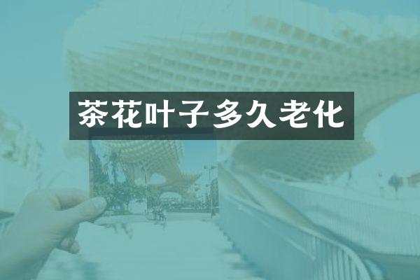 茶花叶子多久老化