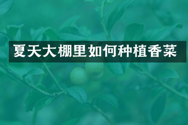 夏天大棚里如何种植香菜