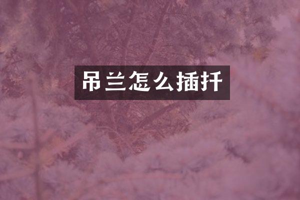 吊兰怎么插扦
