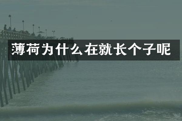 薄荷为什么在就长个子呢