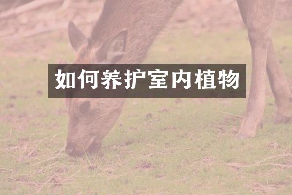如何养护室内植物