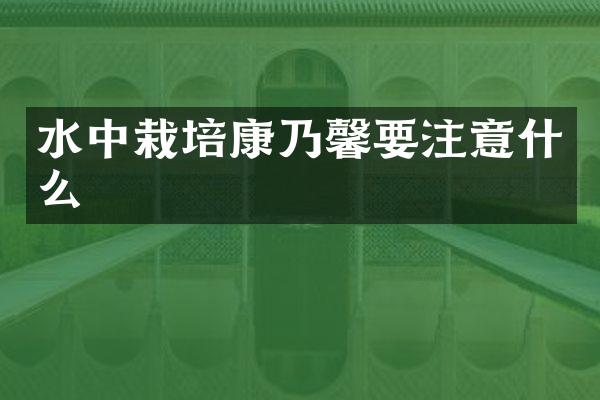 水中栽培康乃馨要注意什么