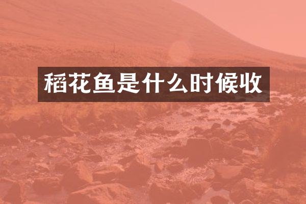 稻花鱼是什么时候收