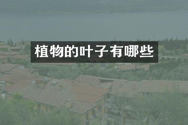 植物的叶子有哪些