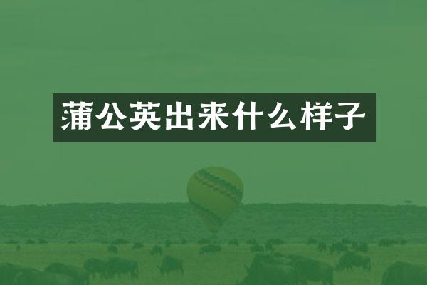 蒲公英出来什么样子