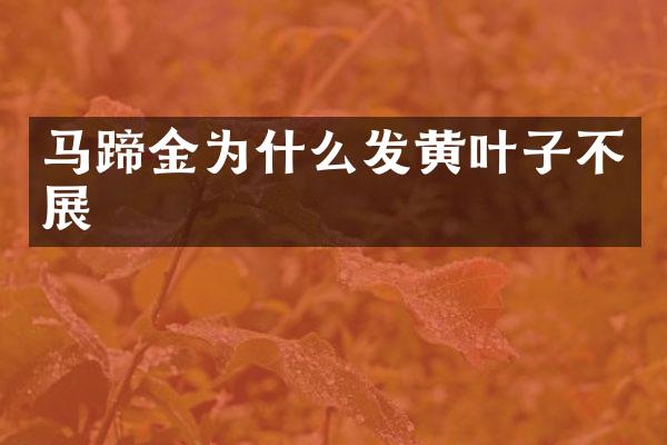 马蹄金为什么发黄叶子不展
