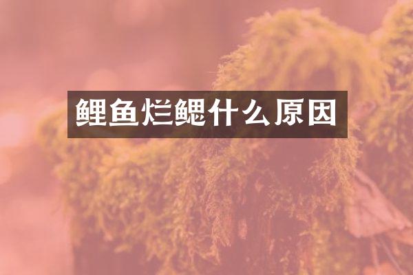 鲤鱼烂鳃什么原因