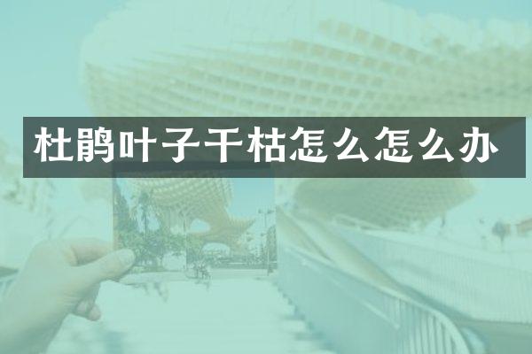 杜鹃叶子干枯怎么怎么办