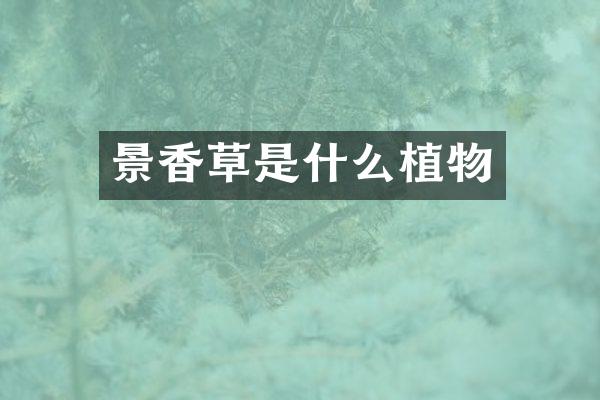 景香草是什么植物