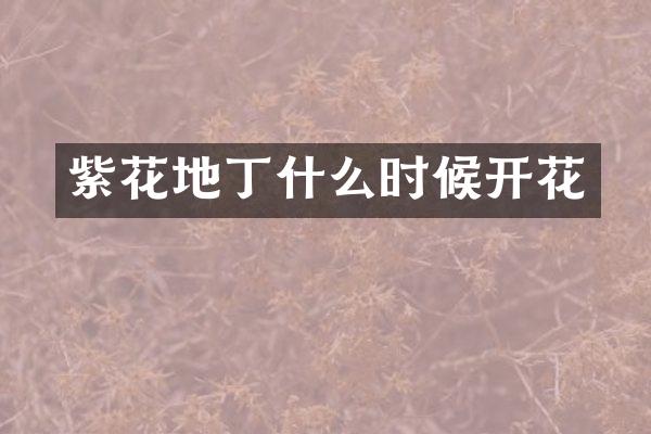 紫花地丁什么时候开花
