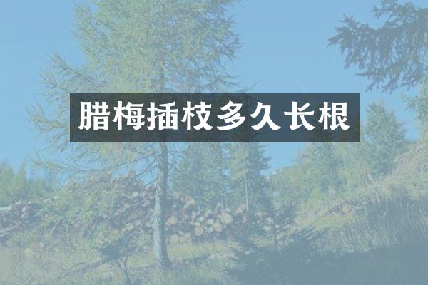 腊梅插枝多久长根
