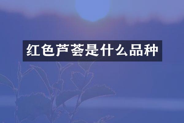 红色芦荟是什么品种