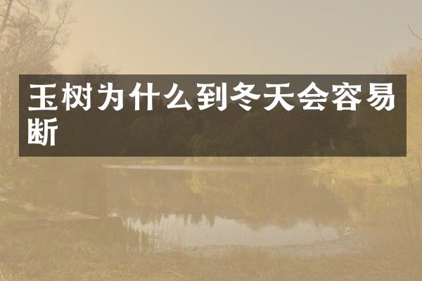 玉树为什么到冬天会容易断