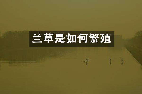 兰草是如何繁殖