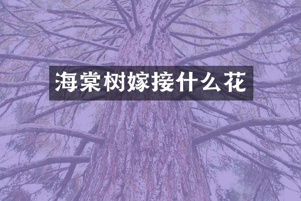 海棠树嫁接什么花