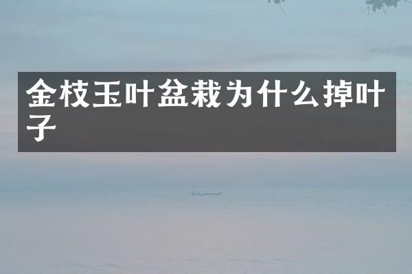 金枝玉叶盆栽为什么掉叶子