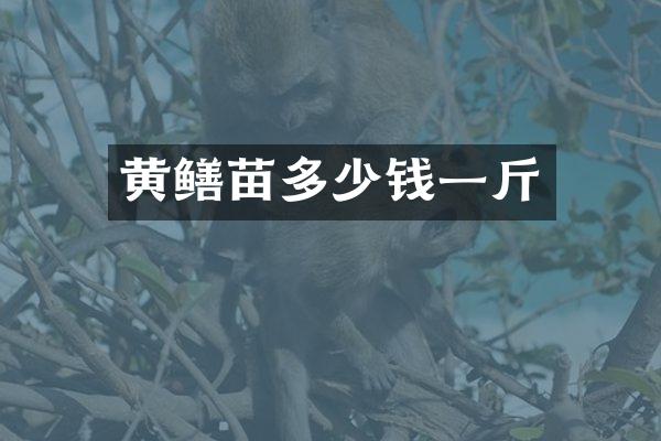 黄鳝苗多少钱一斤