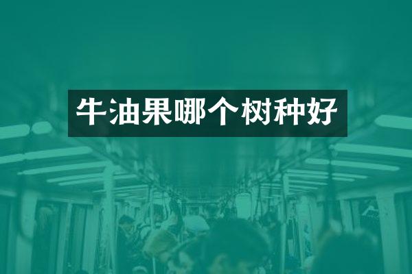 牛油果哪个树种好