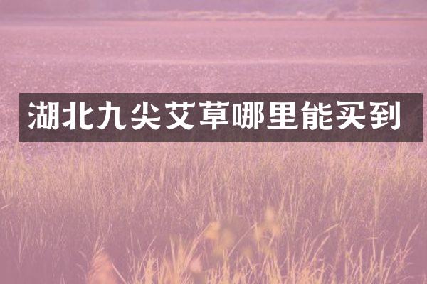 湖北九尖艾草
