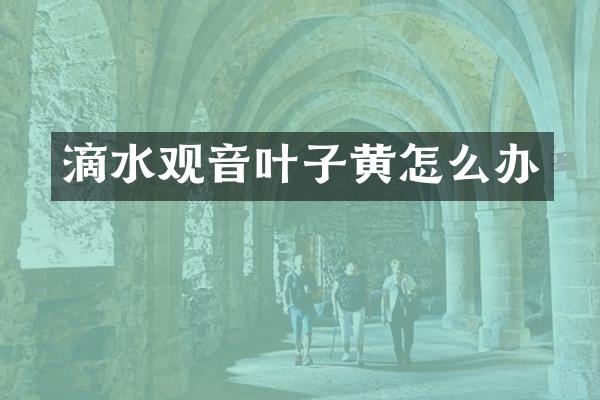 滴水观音叶子黄怎么办