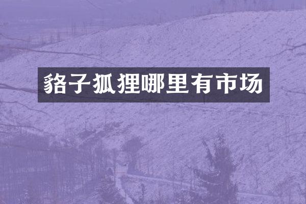 貉子狐狸哪里有市场