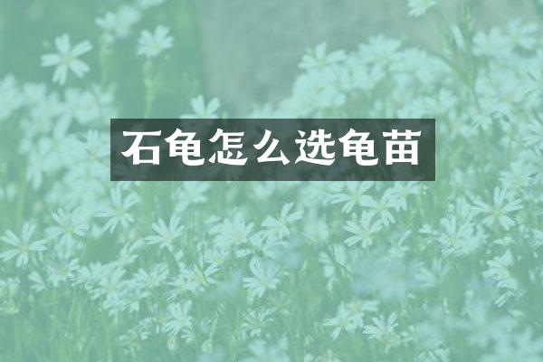 石龟怎么选龟苗