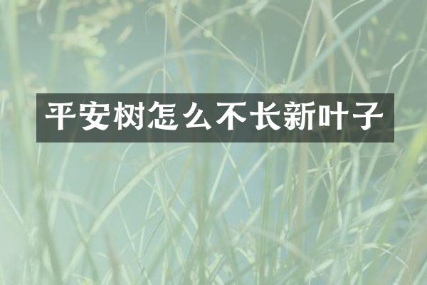 平安树怎么不长新叶子