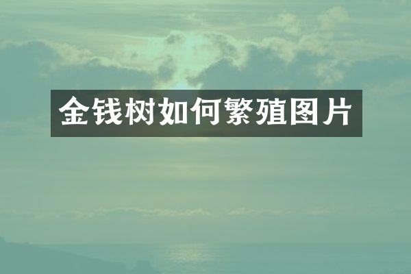 金钱树如何繁殖图片