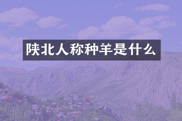 陕北人称种羊是什么