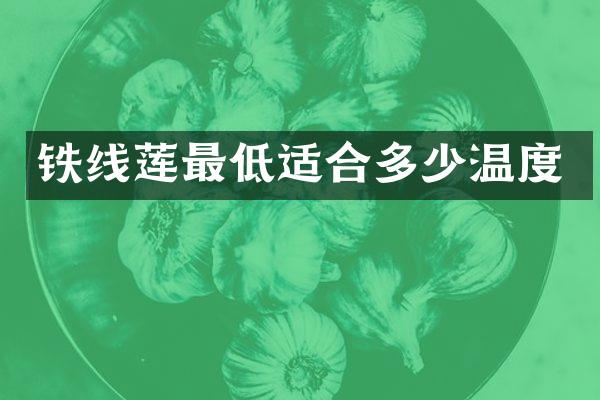 铁线莲最低适合多少温度