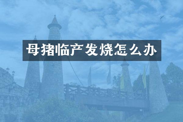 母猪临产发烧怎么办