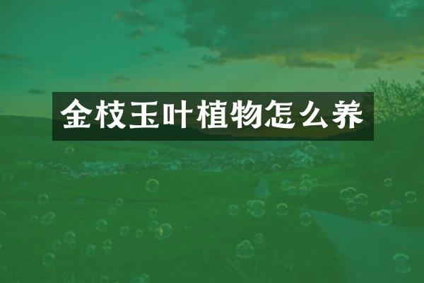 金枝玉叶植物怎么养