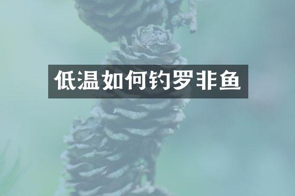 低温如何钓罗非鱼