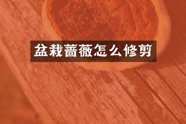 盆栽蔷薇怎么修剪