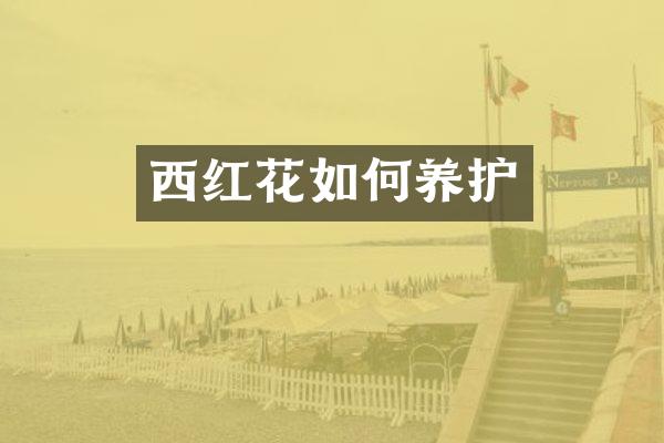 西红花如何养护
