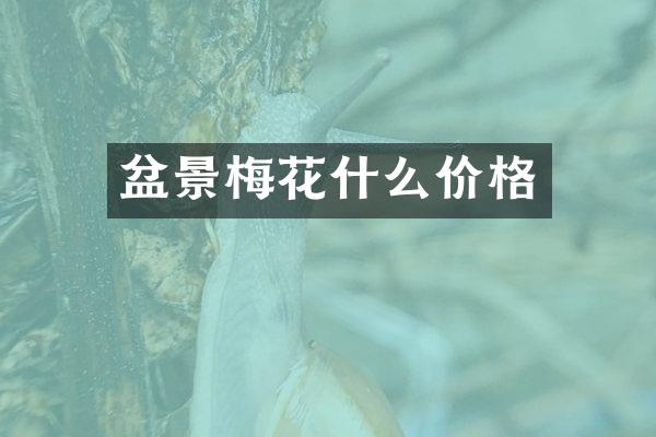 盆景梅花什么价格