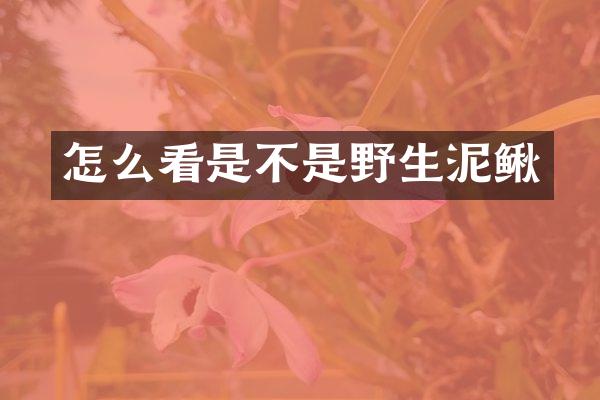 怎么看是不是野生泥鳅