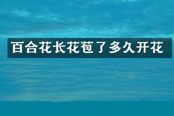 百合花长花苞了多久开花