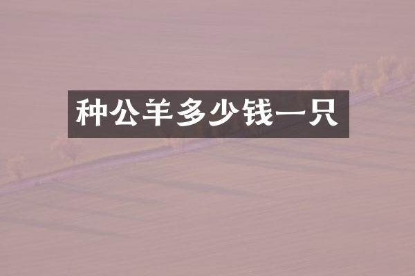种公羊多少钱一只