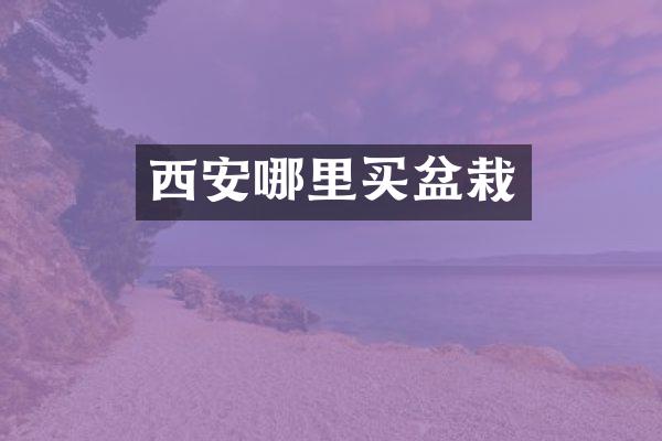 西安哪里买盆栽