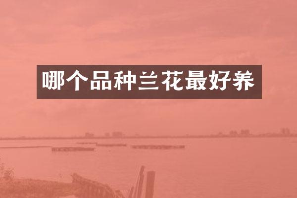 哪个品种兰花最好养