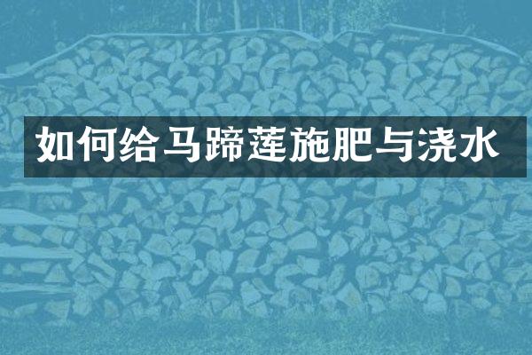如何给马蹄莲施肥与浇水
