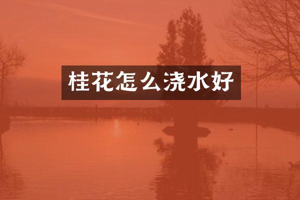 桂花怎么浇水好