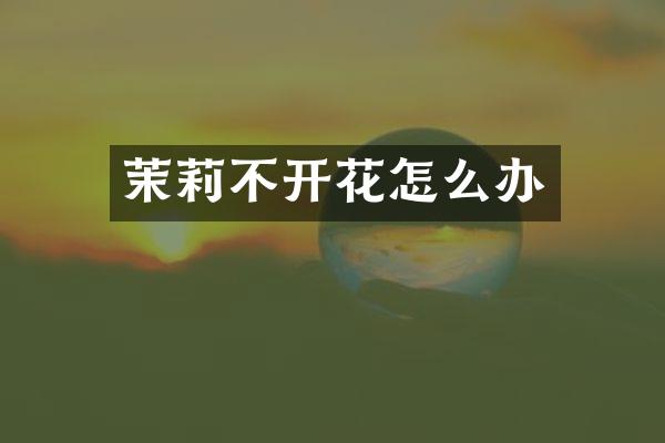 茉莉不开花怎么办