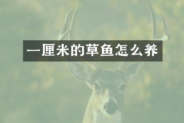一厘米的草鱼怎么养